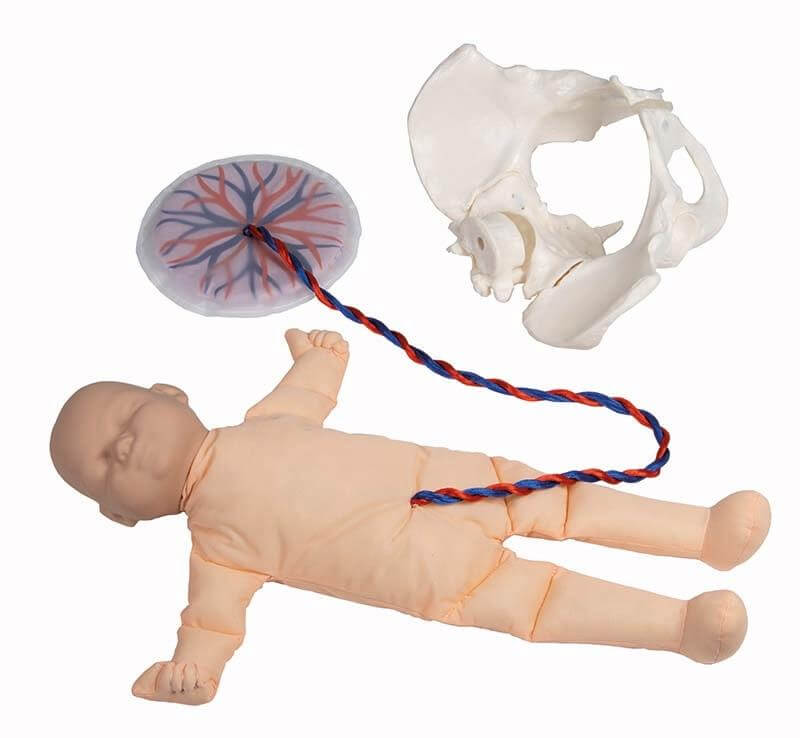 Weibliches Becken mit Fetuspuppe, Nabelschnur und Plazenta – Set zur realistischen Geburtsdemonstration - Erler - Zimmer